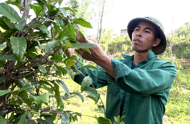 Các mô hình dược liệu sẽ được chú trọng ATLĐ để đảm bảo hiệu quả bền vững