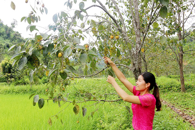Hồng không hạt tại Chợ Đồn đang có hiệu quả cao nhờ sản xuất an toàn