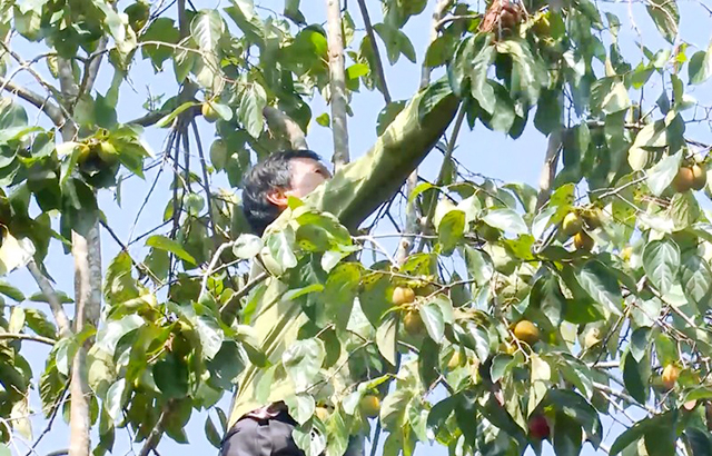 Hồng không hạt sẽ được phát triển theo hướng bền vững, đảm bảo hiệu quả dài hạn