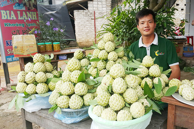 Quả na đang và sẽ được chú trọng hướng tới xuất khẩu để nâng cao giá trị
