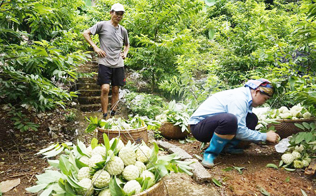 Cây na đang trở thành một trong những cây kinh tế chủ lực tại Chi Lăng