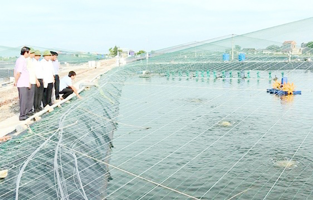 Nghề nuôi thủy sản đang cho thấy tiềm năng lớn tại Kim Sơn