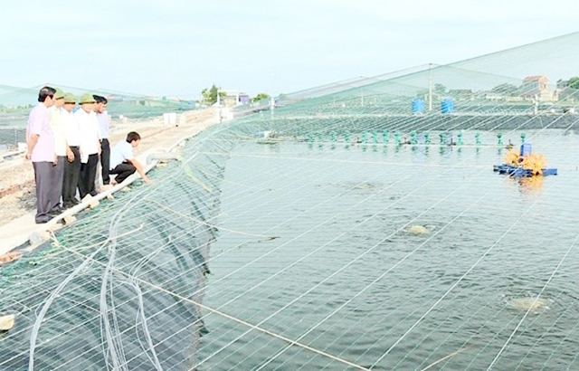 Nghề nuôi thủy sản đang cho thấy tiềm năng lớn tại Kim Sơn