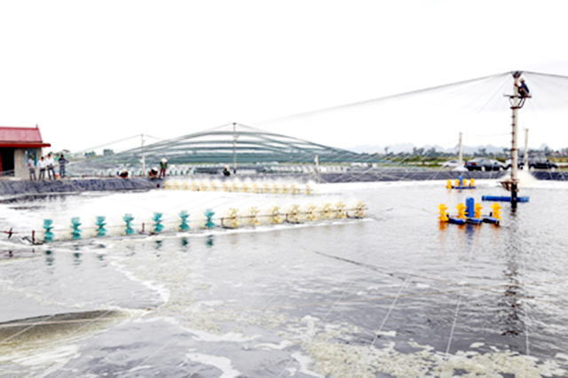 Nghề nuôi thủy sản sẽ được huyện Kim Sơn chú trọng đào tạo để phát huy thế mạnh địa phương