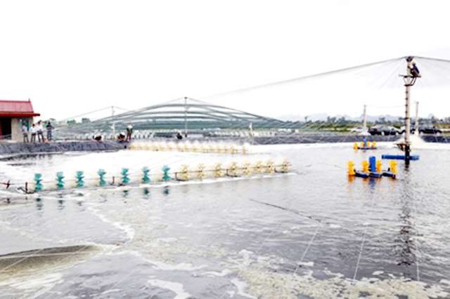 Nghề nuôi thủy sản sẽ được huyện Kim Sơn chú trọng đào tạo để phát huy thế mạnh địa phương