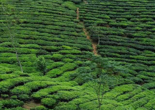 HTX Kiến Thuận liên kết với doanh nghiệp trồng chè sạch