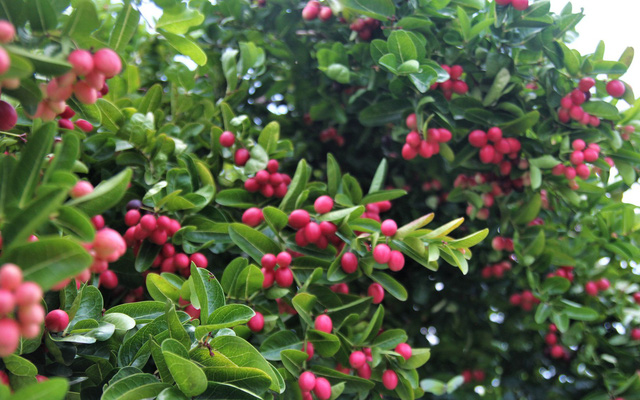 Người dân trồng sơ ri đã ý thức được tầm quan trọng trong bảo vệ môi trường