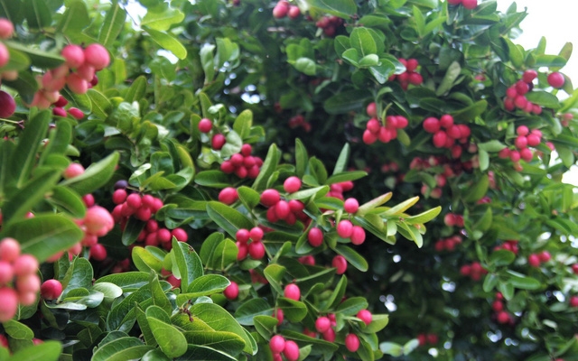 Người dân trồng sơ ri đã ý thức được tầm quan trọng trong bảo vệ môi trường