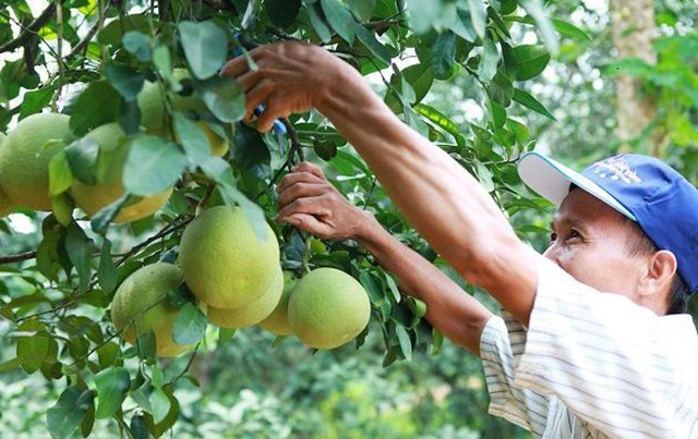 Nhờ sản xuất an toàn, các HTX nông nghiệp trên địa bàn Chiềng Xuân đang phát triển tốt