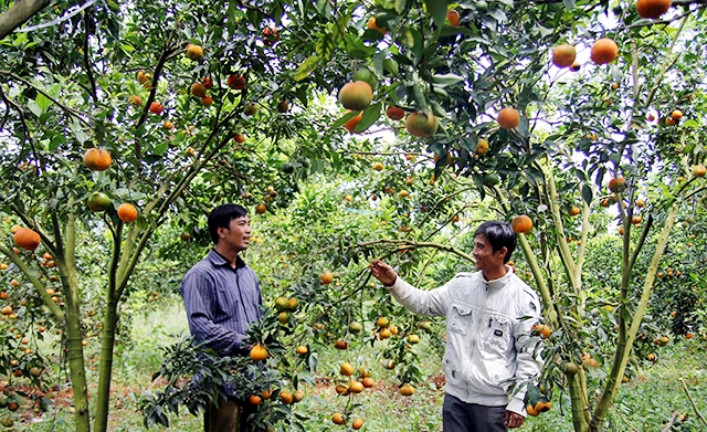 Các HTX điển hình sẽ tiếp tục được nhân rộng