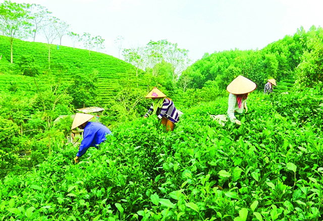 HTX sẽ tiếp tục chú trọng sản xuất an toàn, nâng cao chất lượng để tăng sức cạnh tranh