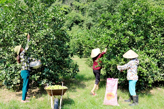 Công tác dạy nghề trong lĩnh vực nông nghiệp cũng được huyện quan tâm