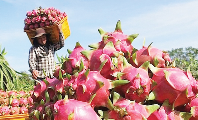 Thanh long Bình Thuận đang là “sứ giả” về chỉ dẫn địa lý Việt Nam ở Nhật Bản