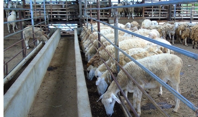 Các lớp chăn nuôi thích ứng với biến đổi khí hậu cũng được Ninh Thuận chú trọng