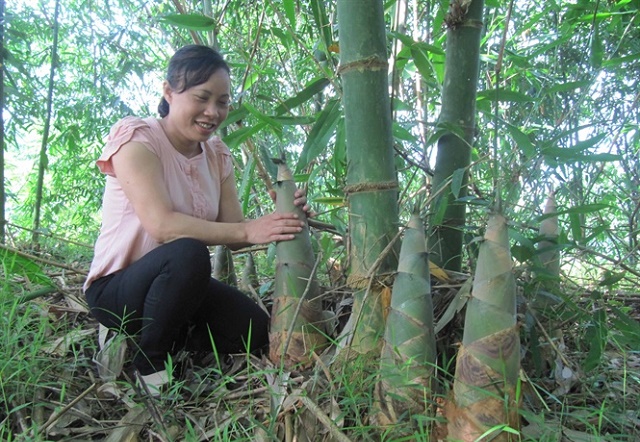Hữu Lũng đẩy mạnh phát triển trồng măng tre Bát Độ bền vững