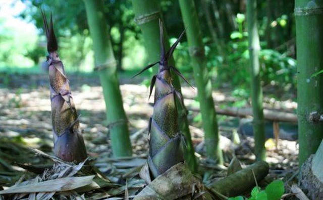 Trồng măng còn giúp bỏ vệ môi trường