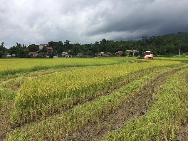 Sản xuất lúa sạch đi đôi với bảo vệ môi trường