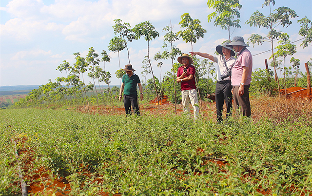 Huyện đang chú trọng sản xuất an toàn, ATLĐ để đảm bảo hiệu quả bền vững sau chuyển đổi