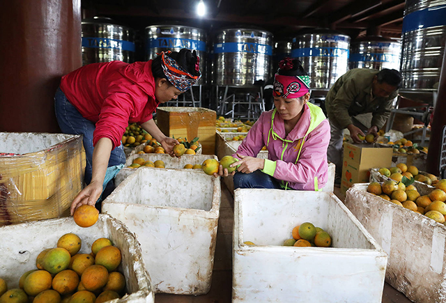 Cam Cao Phong bán được giá vì sản xuất theo tiêu chuẩn VietGAP và có thương hiệu