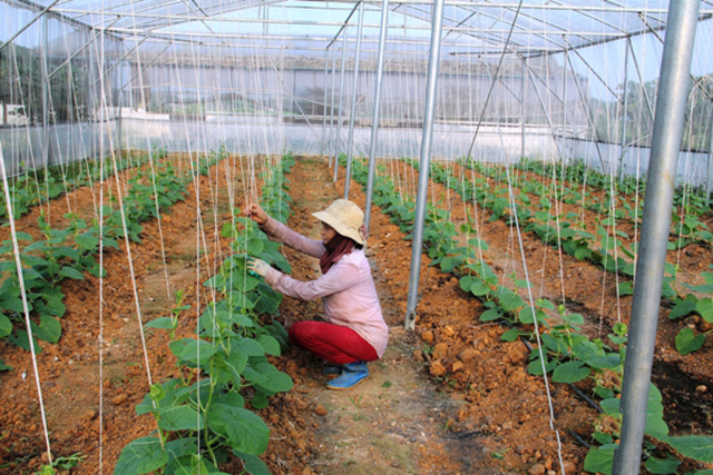 Huyện sẽ đẩy mạnh vai trò của HTX, doanh nghiệp trong đào tạo nghề, giải quyết việc làm