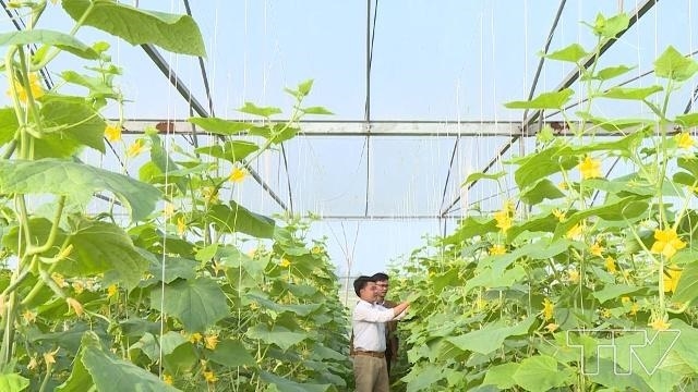 Nông nghiệp công nghệ cao được Đông Sơn chú trọng