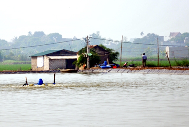 Các mô hình nuôi trồng thủy sản an toàn đang lan tỏa mạnh mẽ trên địa bàn