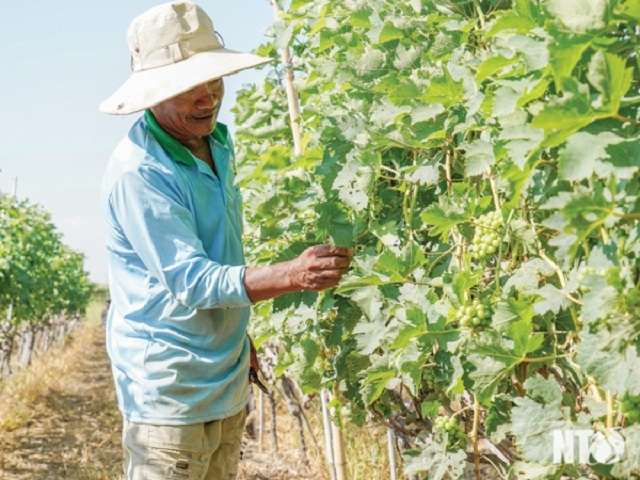 Ninh Phước phấn đấu để trở thành huyện NTM đầu tiên của Ninh Thuận. (Ảnh: Báo Ninh Thuận)