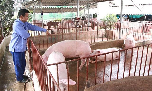 Sóc Sơn đang hình thành hàng loạt mô hình sản xuất an toàn hiệu quả trên vùng gò đồi