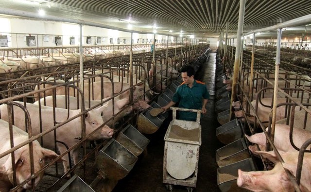 Chăn nuôi khép kín giúp HTX yên tâm vấn đề môi trường