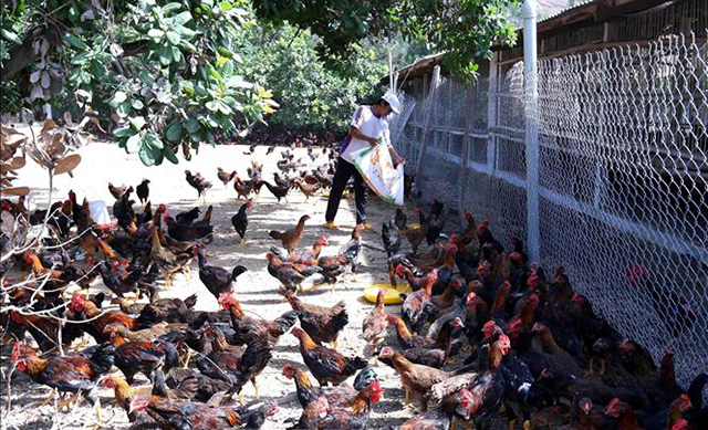 Dạy nghề nông nghiệp, với các mô hình chăn nuôi gia súc, gia cầm, đang được huyện chú trọng