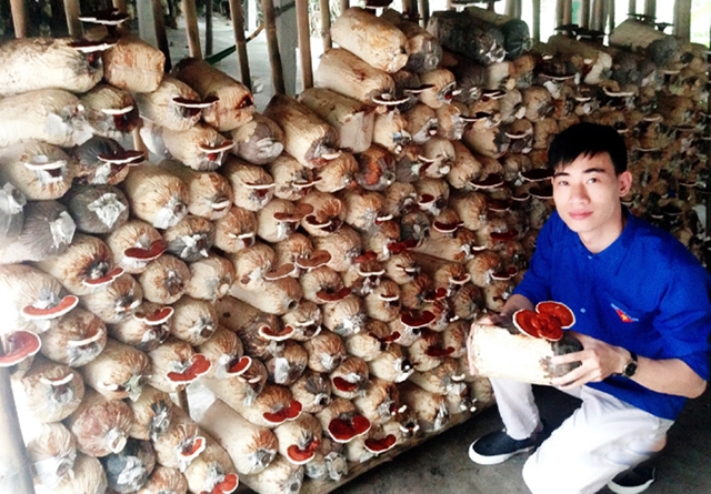 Mô hình trồng nấm của anh Lê Trọng Thiện đang phát triển tốt nhờ sản xuất hiện đại gắn với ATLĐ