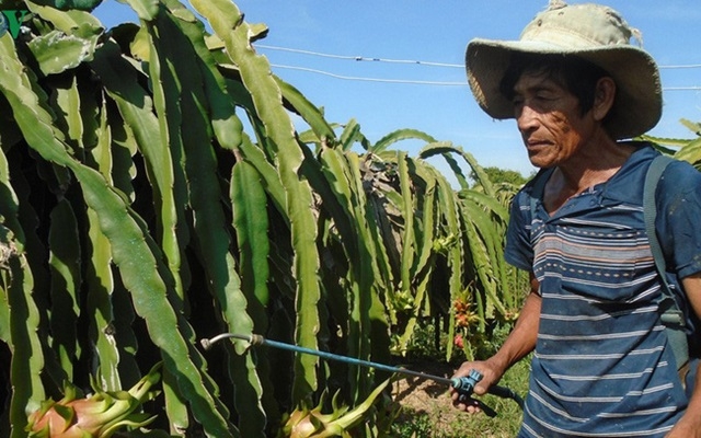 Giá thanh long nghịch vụ xuống thấp, nông dân lại lao đao (Ảnh Internet)