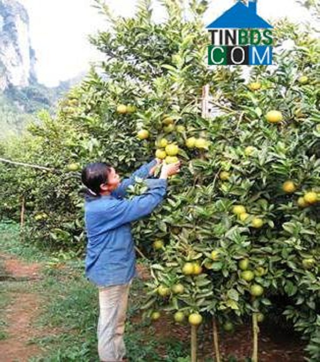 Nông dân xã Dũng Phong chăm sóc vườn cam ( Ảnh: Tin BĐS.com)