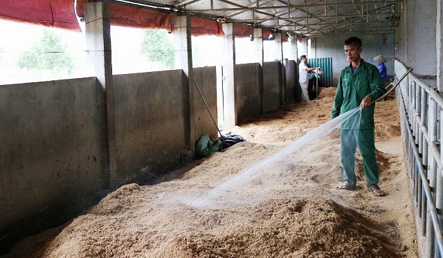 Đệm sinh học được nhiều hộ dân ứng dụng trong chăn nuôi