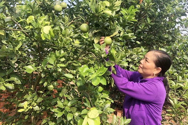 Việt Dân làm giàu từ cây cam