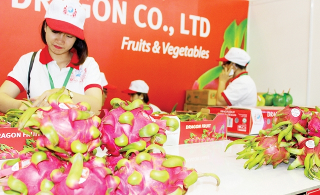 Trái thanh long Việt đang đứng trước nhiều thách thức lớn