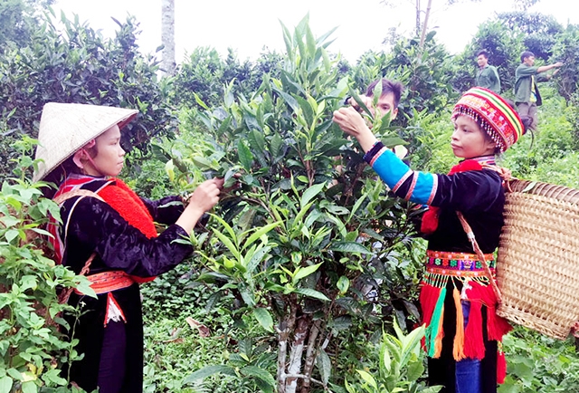 Sản xuất chè theo hướng an toàn ở Yên Cư đang cho hiệu quả tích cực