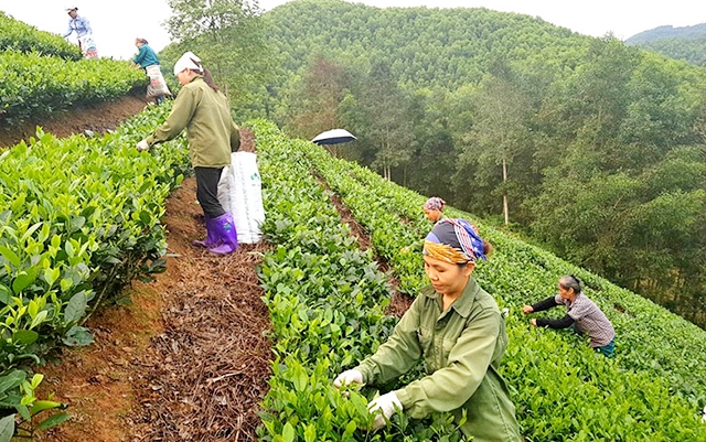 Yên Cư sẽ tiếp tục sản xuất chè theo hướng an toàn, đảm bảo hiệu quả bền vững