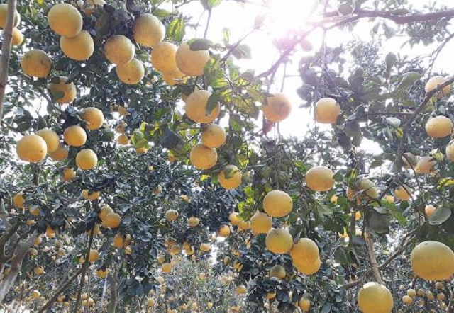 Sản xuất bưởi hữu cơ đang góp phần bảo vệ môi trường ở Chương Mỹ