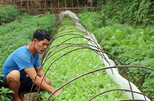 Sản xuất sạch, sản xuất theo chuỗi được nhiều HTX chú trọng
