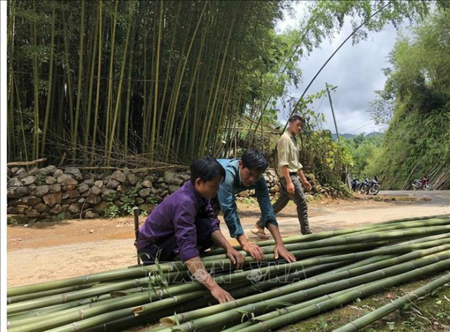 Cây trúc sào mang no ấm cho bà con ở huyện Bảo Lạc (Ảnh:Internet)
