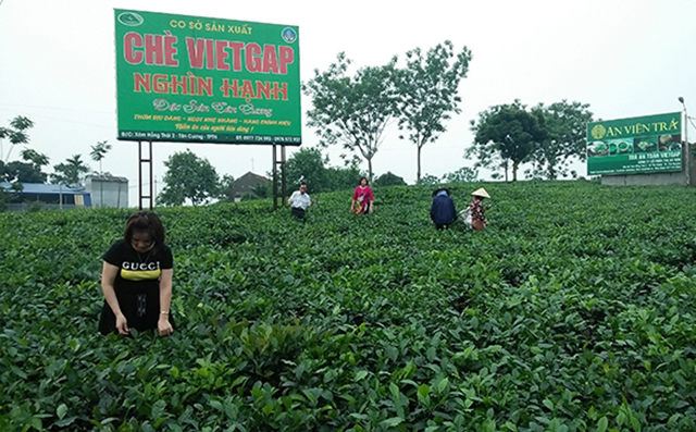 Các mô hình liên kết trồng chè tại Thái Nguyên đang cho lợi ích kép về kinh tế và môi trường
