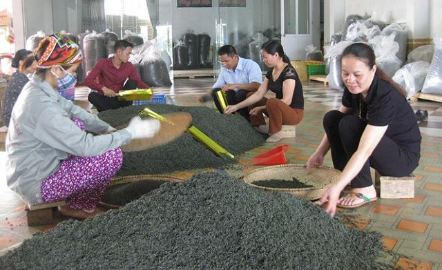 Các mô hình chè sẽ được chú trọng phát triển theo hướng VietGAP
