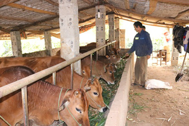 Các mô hình chăn nuôi, trồng trọt theo hướng an toàn sẽ tiếp tục được đẩy mạnh hỗ trợ