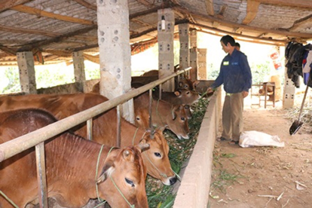 Các mô hình chăn nuôi, trồng trọt theo hướng an toàn sẽ tiếp tục được đẩy mạnh hỗ trợ