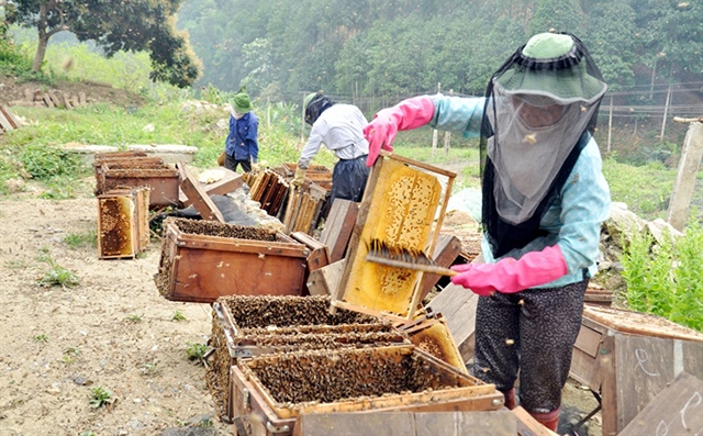 Nghề nuôi ong hữu cơ ở Hữu Lũng đang cho hiệu quả cao