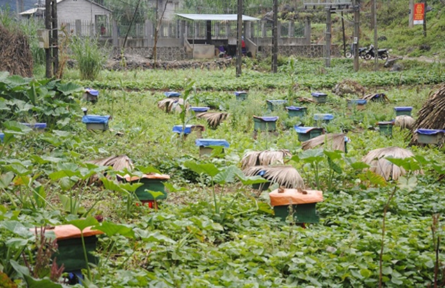 Bảo vệ môi trường là chìa khóa để nghề nuôi ong phát triển bền vững