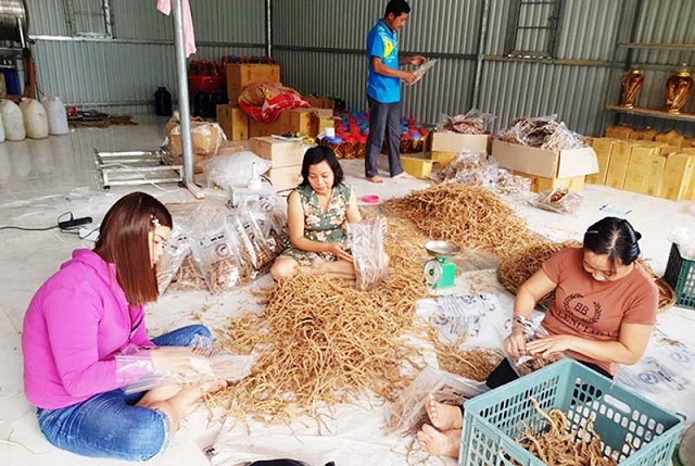 Tây Giang đang tập trung trồng và chế biến dược liệu để giảm nghèo