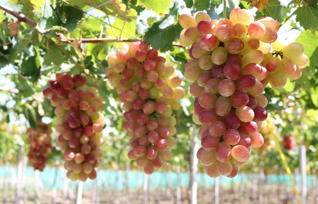 Nho 3 màu mang thu nhập cao cho nông dân Ninh Thuận (Ảnh minh họa: Internet)