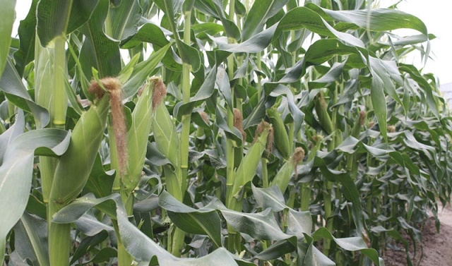 Bắp là cây trồng phù hợp ở một số địa phương khi thời tiết có nhiều biến đổi ở Phước Sơn